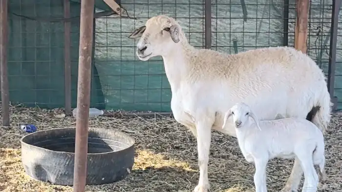 نعجه حريه خلفه تم البيع 5