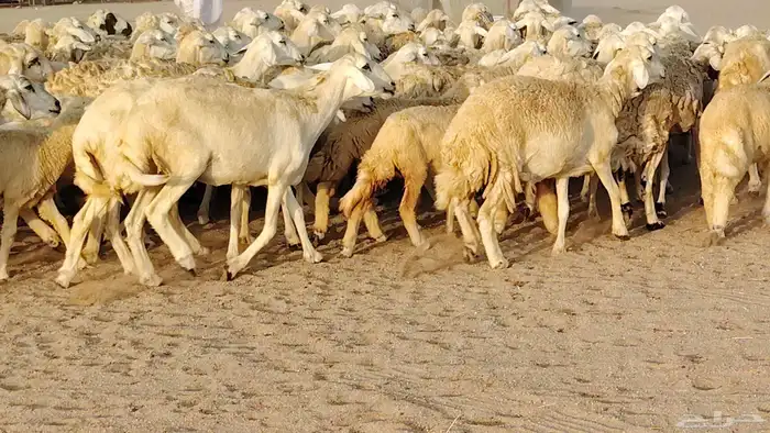 غنم حريه مراح حرش 100 تحتها 20 غنم مراح واحد شرط 20