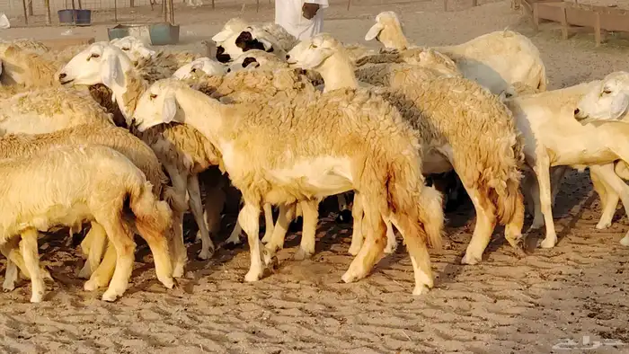 غنم حريه مراح حرش 100 تحتها 20 غنم مراح واحد شرط 0