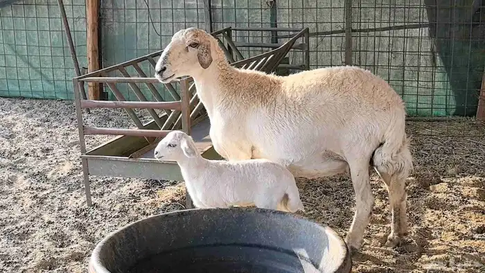 نعجه حريه خلفه تم البيع 11