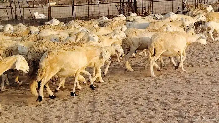 غنم حريه مراح حرش 100 تحتها 20 غنم مراح واحد شرط 22