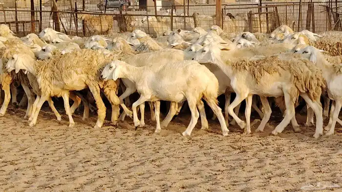 غنم حريه مراح حرش 100 تحتها 20 غنم مراح واحد شرط 9