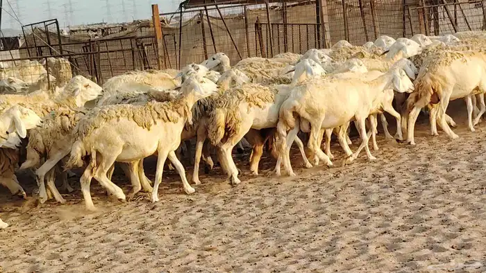 غنم حريه مراح حرش 100 تحتها 20 غنم مراح واحد شرط 11