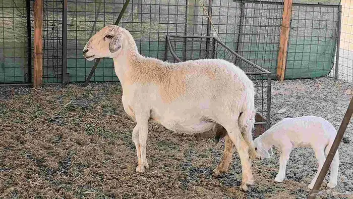 نعجه حريه خلفه تم البيع 15