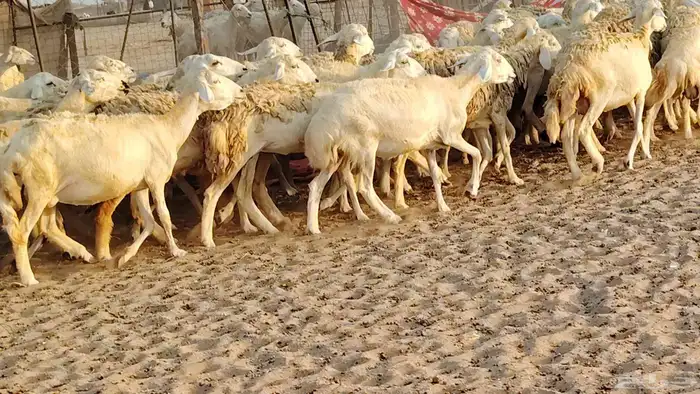 غنم حريه مراح حرش 100 تحتها 20 غنم مراح واحد شرط 12