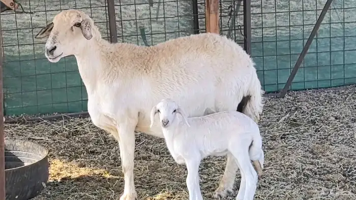 نعجه حريه خلفه تم البيع 6