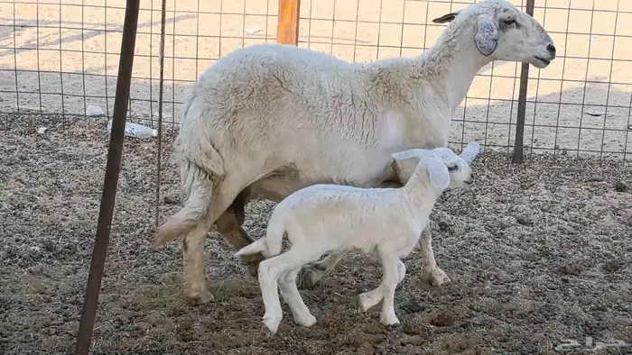 نعجه حريه خلفه تم البيع 14