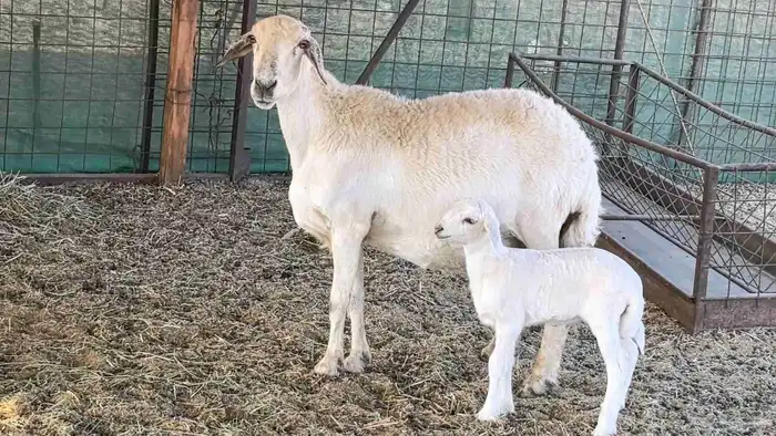 نعجه حريه خلفه تم البيع 1