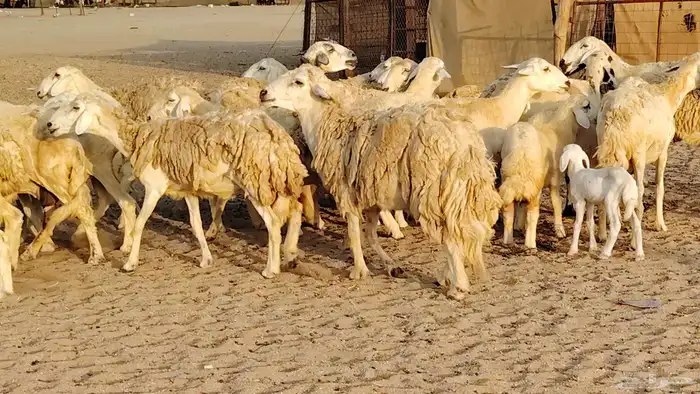 غنم حريه مراح حرش 100 تحتها 20 غنم مراح واحد شرط 15