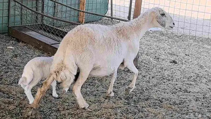 نعجه حريه خلفه تم البيع 17