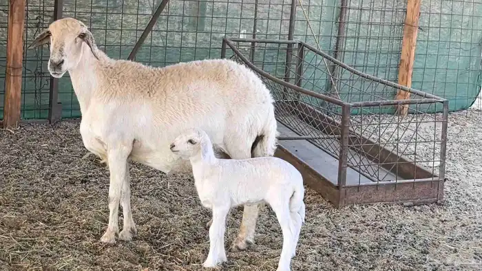 نعجه حريه خلفه تم البيع 4