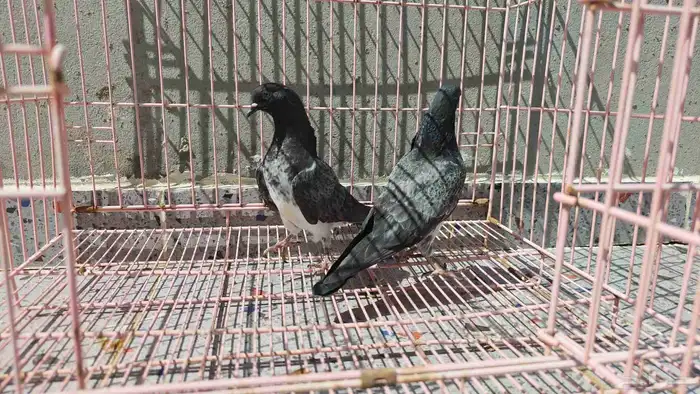 حمام باكستاني 0