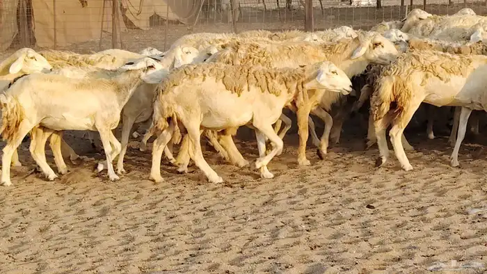 غنم حريه مراح حرش 100 تحتها 20 غنم مراح واحد شرط 14