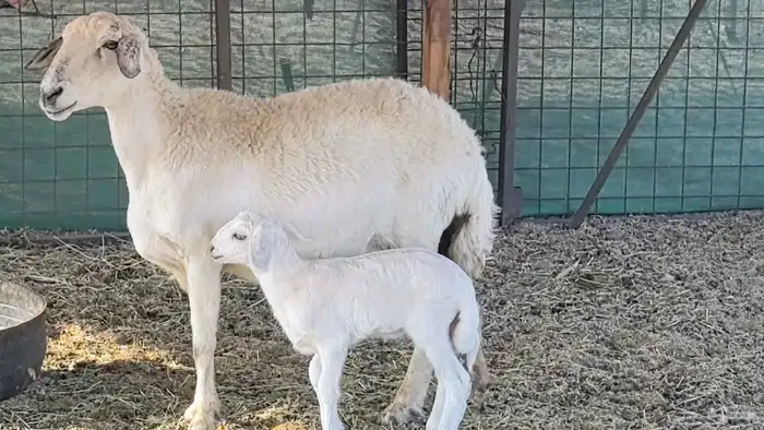 نعجه حريه خلفه تم البيع 8