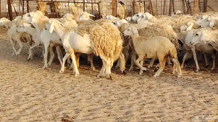 غنم حريه مراح حرش 100 تحتها 20 غنم مراح واحد شرط 27