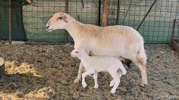 نعجه حريه خلفه تم البيع 12