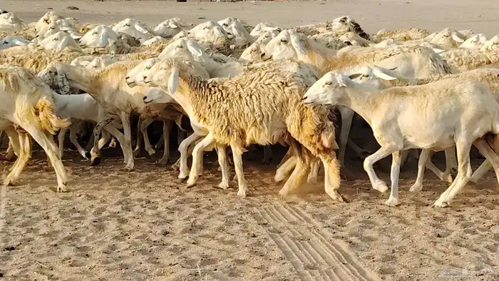 غنم حريه مراح حرش 100 تحتها 20 غنم مراح واحد شرط 19