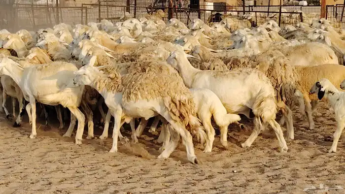 غنم حريه مراح حرش 100 تحتها 20 غنم مراح واحد شرط 24