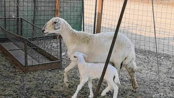 نعجه حريه خلفه تم البيع 13