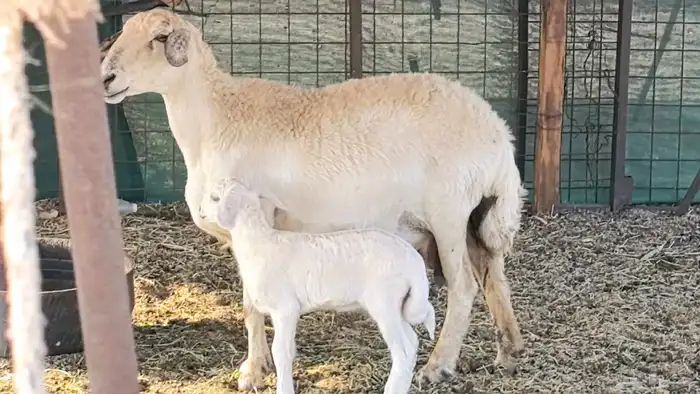 نعجه حريه خلفه تم البيع 9