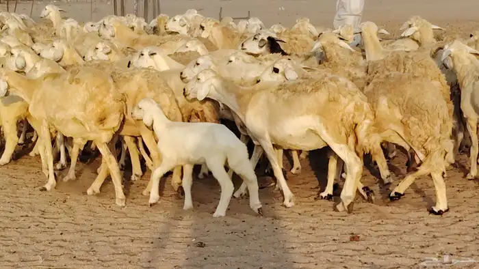 غنم حريه مراح حرش 100 تحتها 20 غنم مراح واحد شرط 5