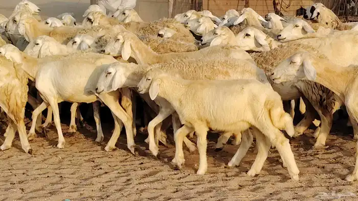غنم حريه مراح حرش 100 تحتها 20 غنم مراح واحد شرط 6