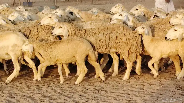 غنم حريه مراح حرش 100 تحتها 20 غنم مراح واحد شرط 7