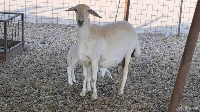 نعجه حريه خلفه تم البيع 3