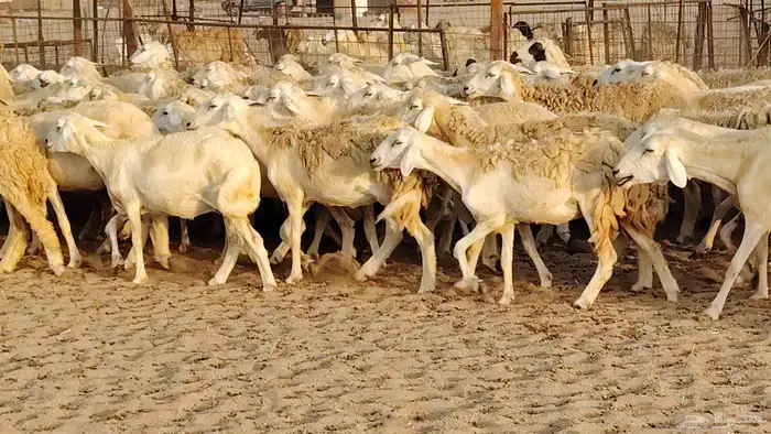 غنم حريه مراح حرش 100 تحتها 20 غنم مراح واحد شرط 8