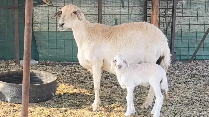 نعجه حريه خلفه تم البيع 10