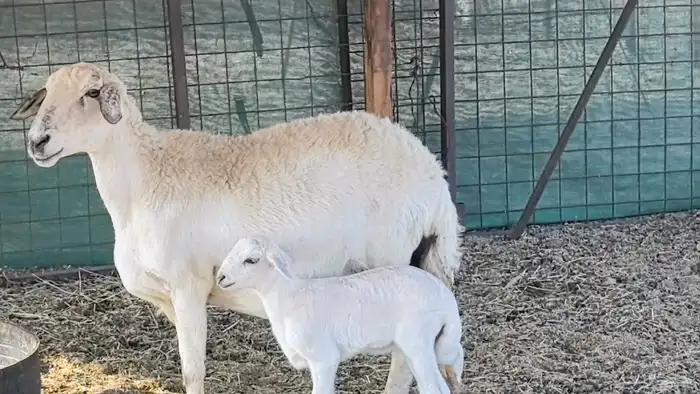 نعجه حريه خلفه تم البيع 7