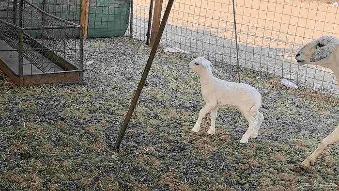 نعجه حريه خلفه تم البيع 16