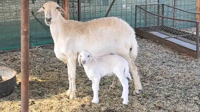 نعجه حريه خلفه تم البيع 0