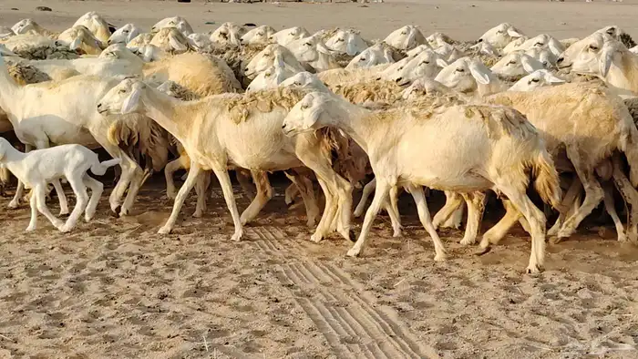 غنم حريه مراح حرش 100 تحتها 20 غنم مراح واحد شرط 17