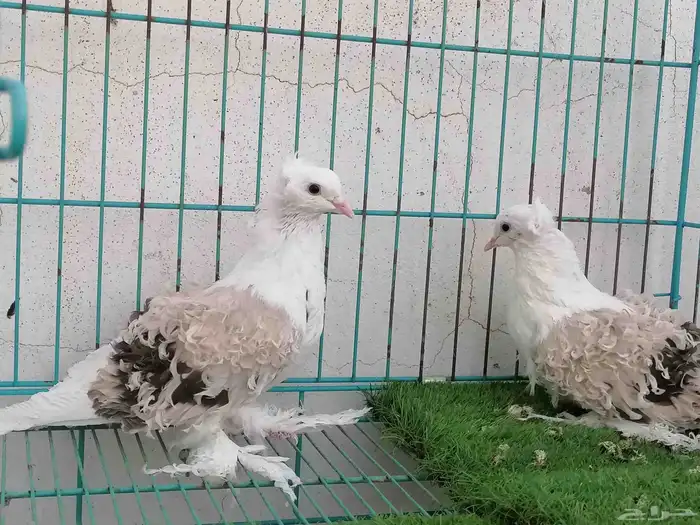 مفتل مسكي 2