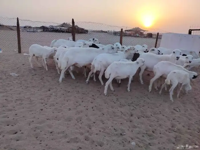 ضان رفد خلفات 4