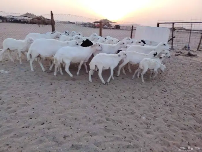 ضان رفد خلفات 3