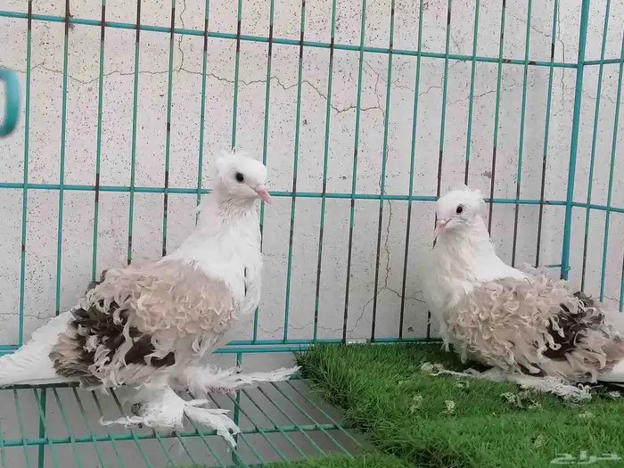 مفتل مسكي 1