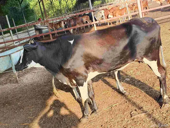 أعراض لكم بقر ثنتين جواميس وثنتين بلدي 4