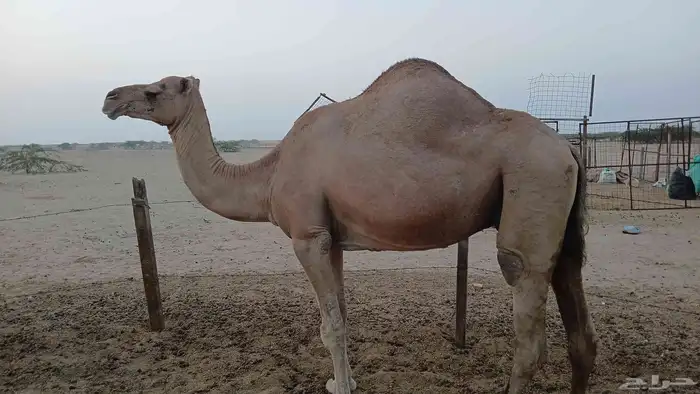 ناقه خلقه والثاني لقحه 2
