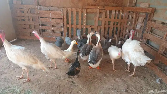 دجاج و وز و بط للبيع 1