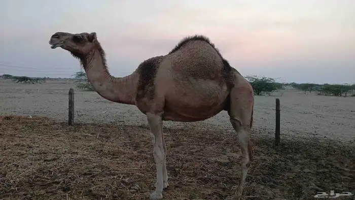 ناقه خلقه والثاني لقحه 3