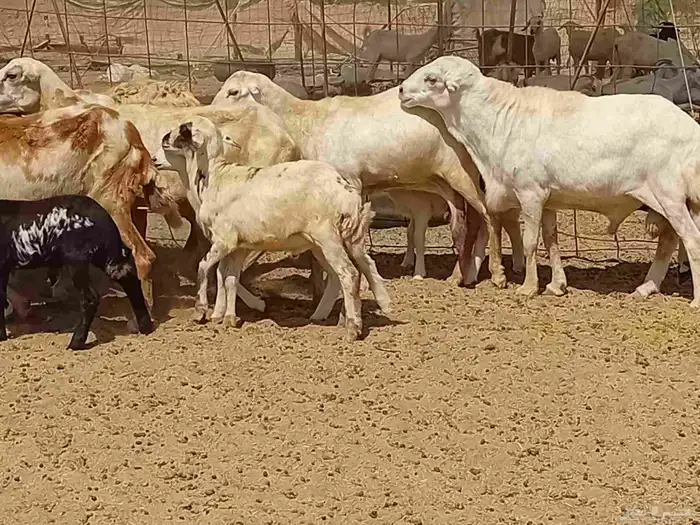 غنم خلفات رفيديه طيبه العدد 8 بي الفحل تحتها 8 5