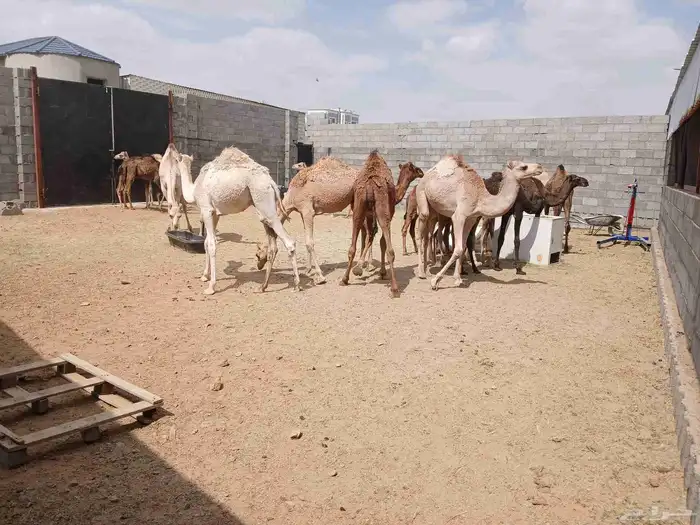 حشوان نظاف سمان فيها الكبير والوسط واللي يجي ما نقصر معه 1