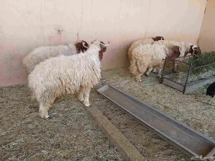 خرفان نعيم كناور 2