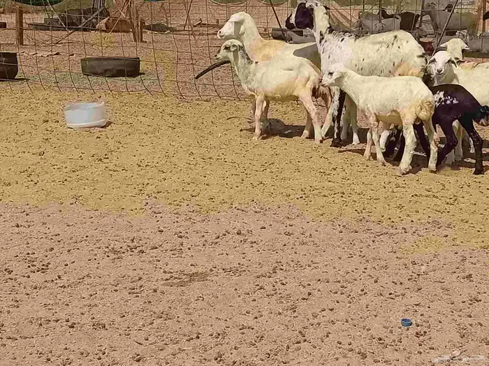 غنم خلفات رفيديه طيبه العدد 8 بي الفحل تحتها 8 9