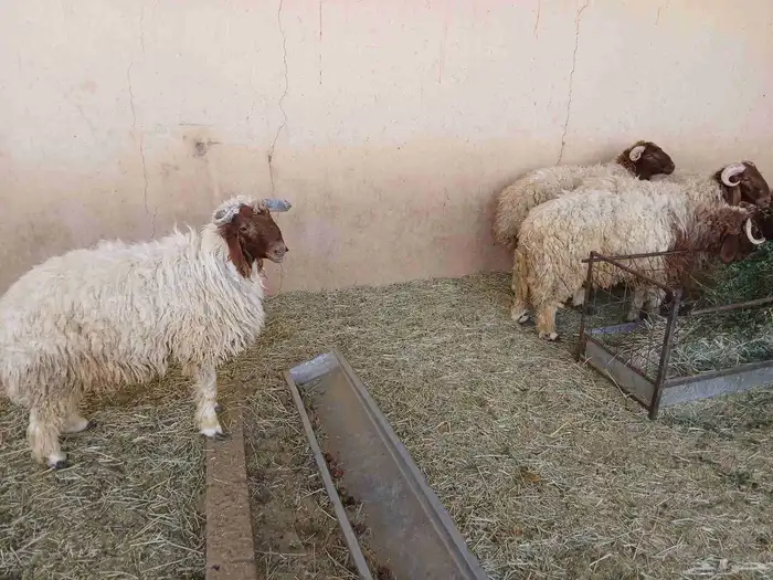 خرفان نعيم كناور 3