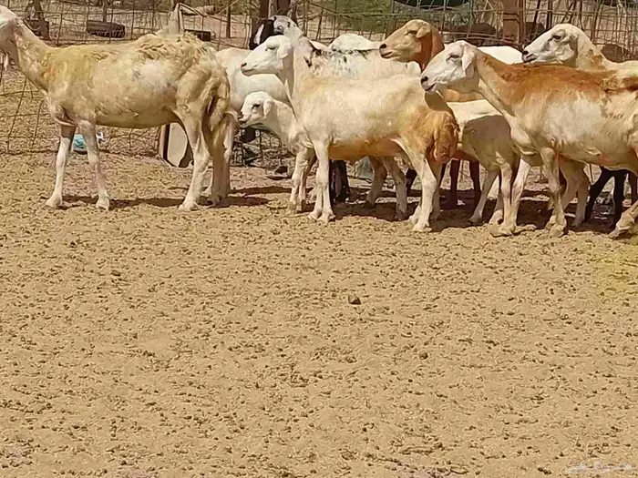 غنم خلفات رفيديه طيبه العدد 8 بي الفحل تحتها 8 3