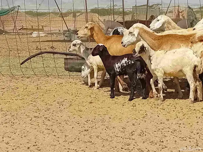 غنم خلفات رفيديه طيبه العدد 8 بي الفحل تحتها 8 6