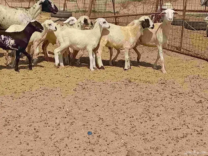 غنم خلفات رفيديه طيبه العدد 8 بي الفحل تحتها 8 10